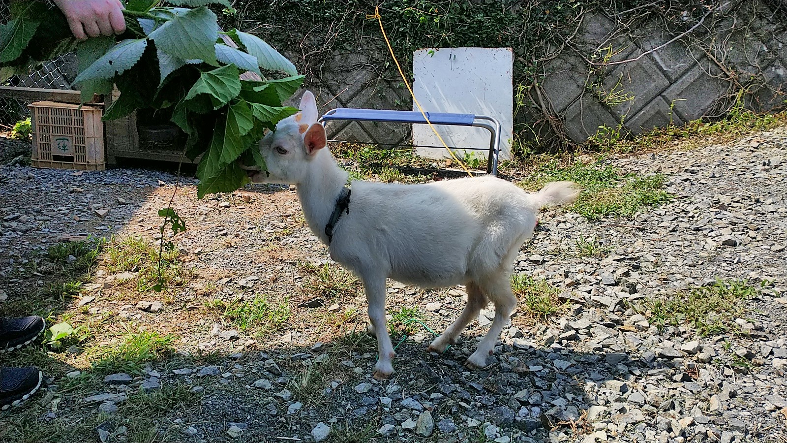 A baby goat on a leash eating some leaves